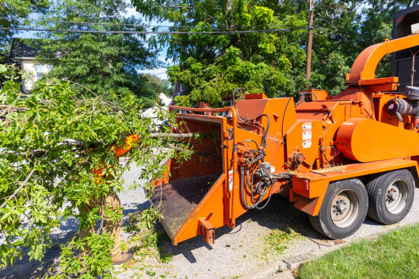 Best Tree Disease Treatment  in Lepanto, AR